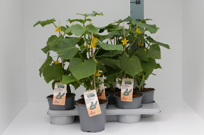 <h4>KOMKOMMERPLANTEN</h4>