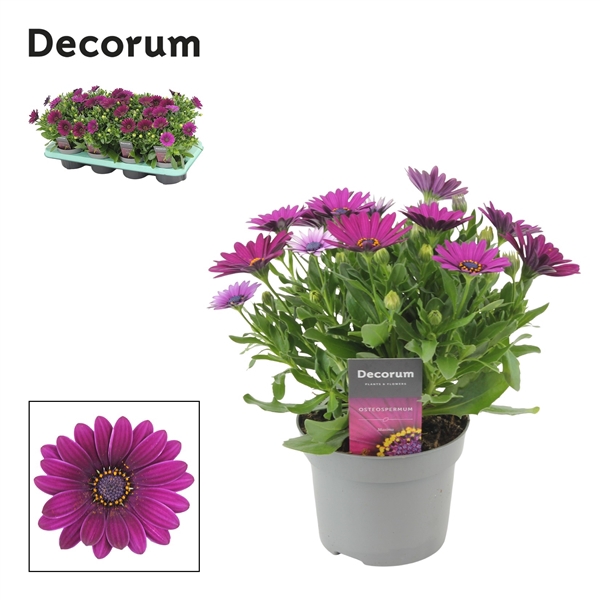 <h4>Osteospermum Deep Purple Decorum</h4>