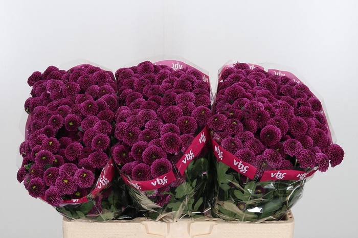 <h4>Chr San Aaa Doria</h4>