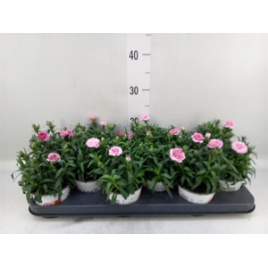 Dianthus  'Oscar Pink Star'