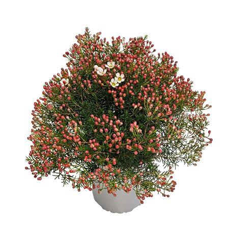 <h4>Waxflower Maya Bush</h4>