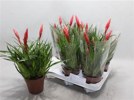 <h4>Vriesea Astrid</h4>