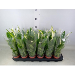 Spathiphyllum  'Chopin'