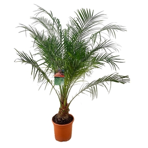 Phoenix roebelenii