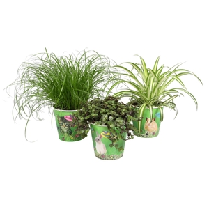 Kamerplanten gem. groen 3 soorten