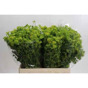 Bupleurum Griffithii