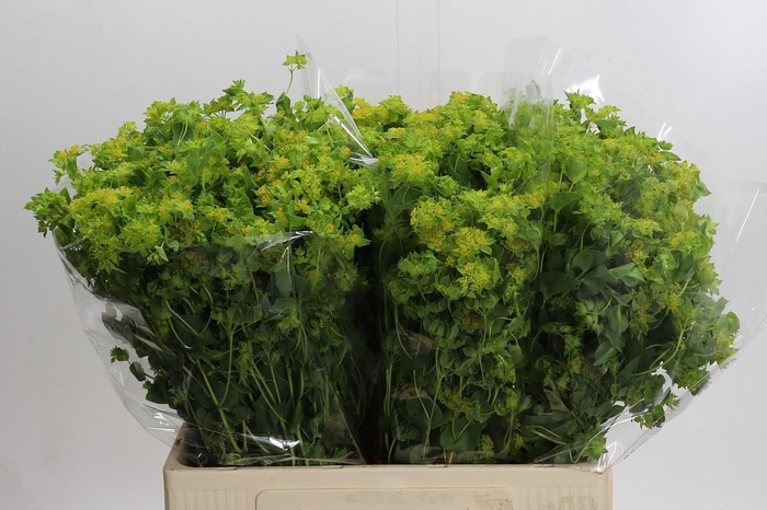 <h4>Bupleurum Griffithii</h4>