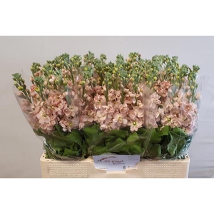 Matthiola incana 'Salmon'