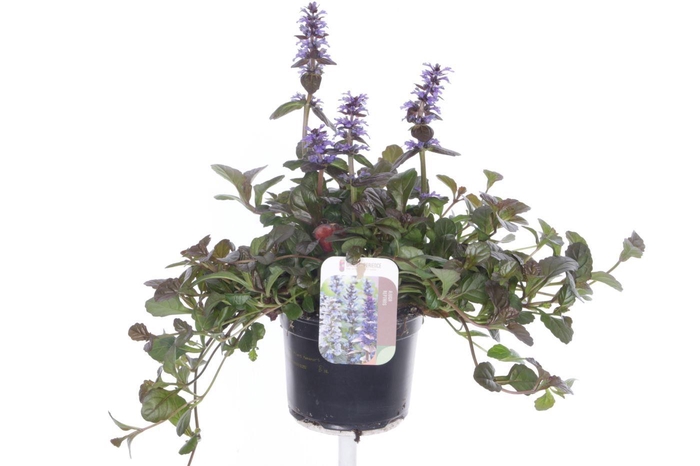 <h4>Ajuga reptans Braunherz</h4>