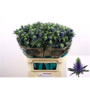 Eryngium Supernova Qstar 80cm X30