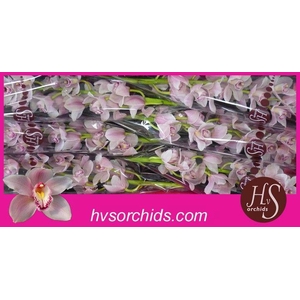 CYMB T DELMONTE 80 CM