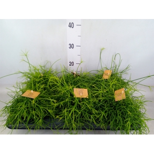 Rhipsalis   ...