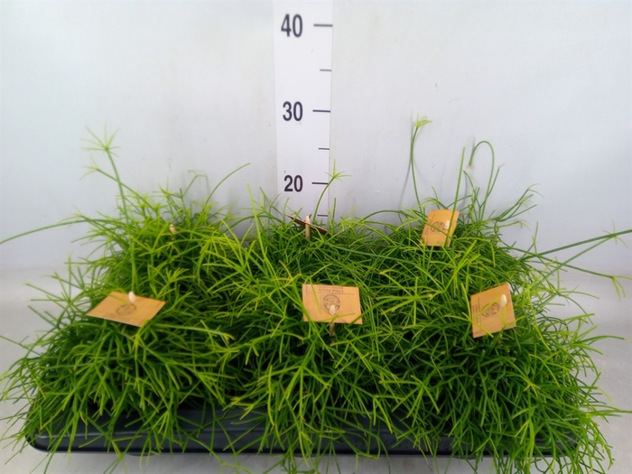 <h4>Rhipsalis   ...</h4>