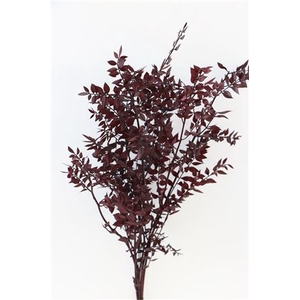 Pres Ruscus Red 1kg Bunch Poly