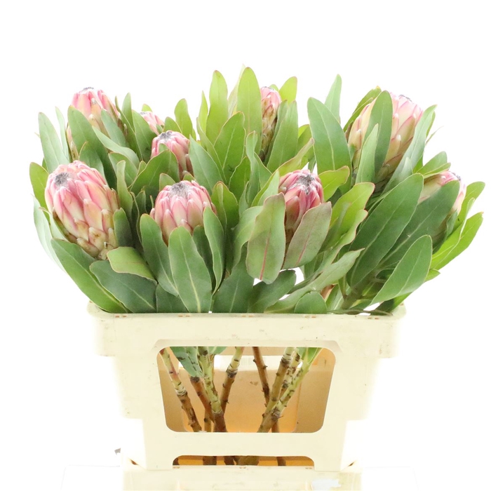<h4>Protea Susara</h4>