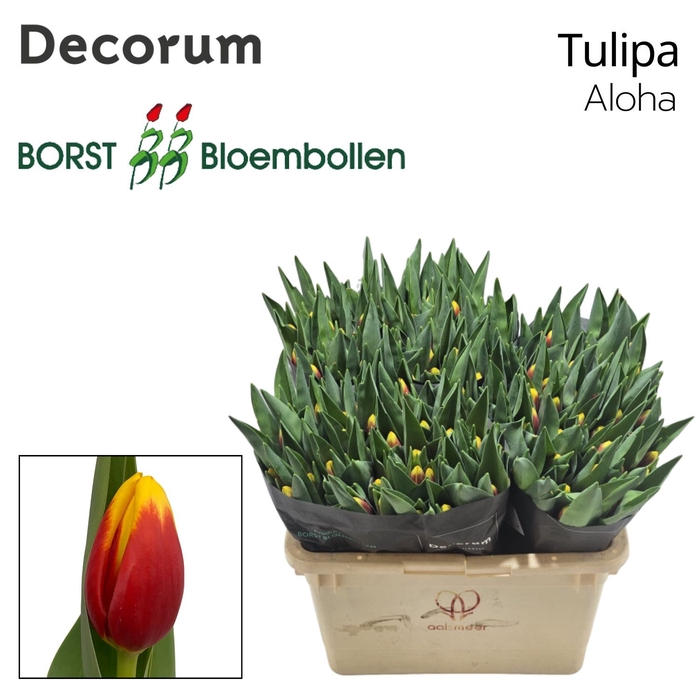 <h4>Tulipa Aloha</h4>