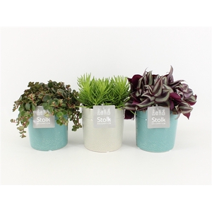 Pure Green mix in Tess Keramiek soorten : Rhipsalis, Tradescantia, Sedum