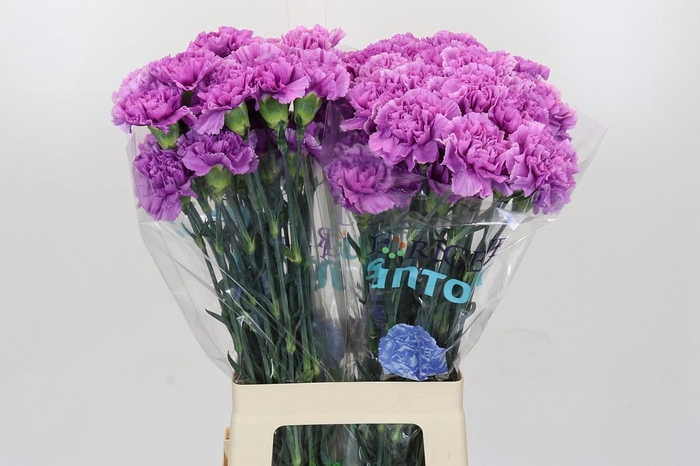 <h4>Dianthus St Florigene Moonlite</h4>