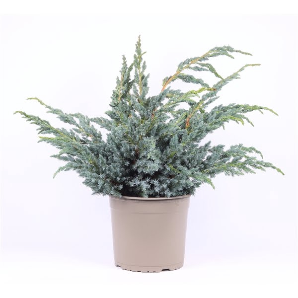 <h4>Juniperus squamata 'Meyeri'</h4>