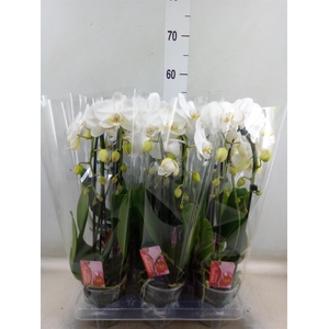 Phalaenopsis  'Elegant Cascade'