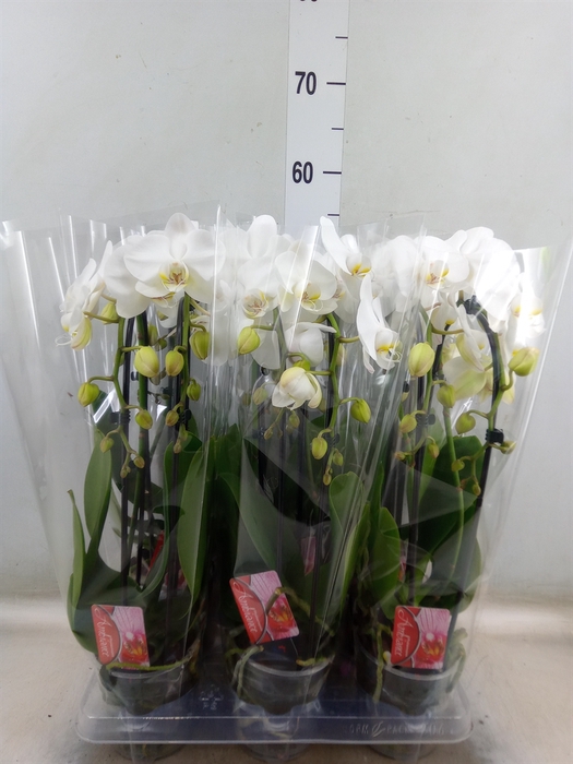 <h4>Phalaenopsis  'Elegant Cascade'</h4>