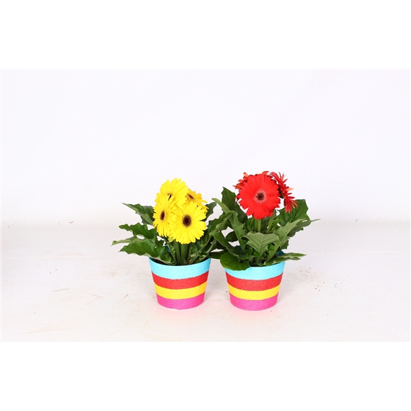 <h4>Gerbera gemengd</h4>