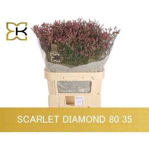 LIMONIUM SINENSE 'SCARLET DIAMOND'