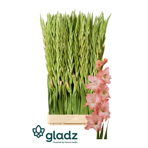 Glad Gr Karma Gladz