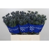 Eryngium Blue Dynamite