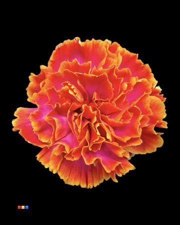 Dianthus St Fireball