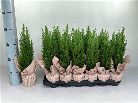 <h4>Cham L Ellwoodii Potcover</h4>