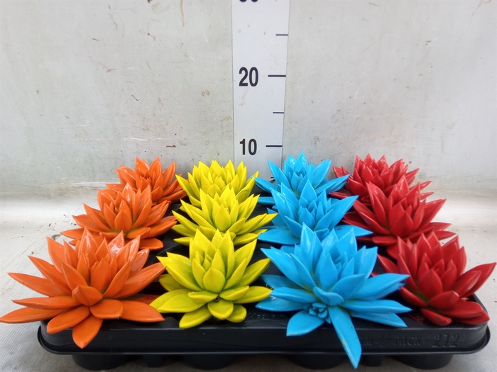 <h4>Echeveria  'Miranda'</h4>