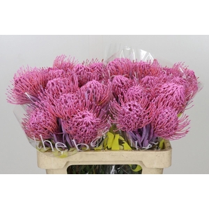 LEUCOSPERMUM DYED PINK