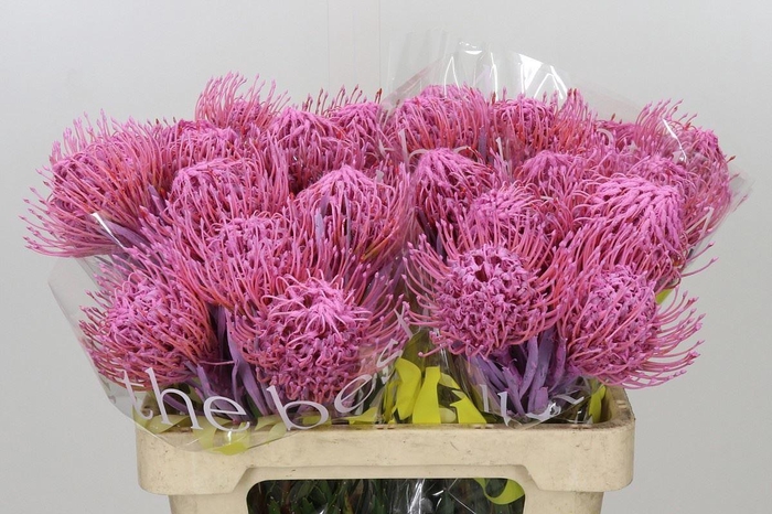 <h4>LEUCOSPERMUM DYED PINK</h4>