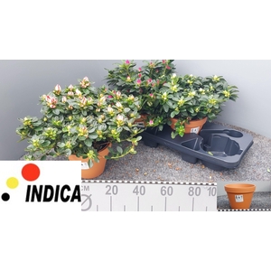 RHODO SI GEM 3 SRT