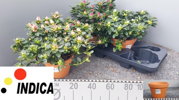 <h4>RHODO SI GEM 3 SRT</h4>