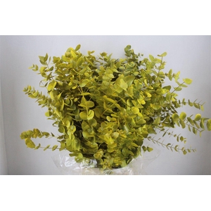 Euca Cinerea Yellow 200gr P Bunch