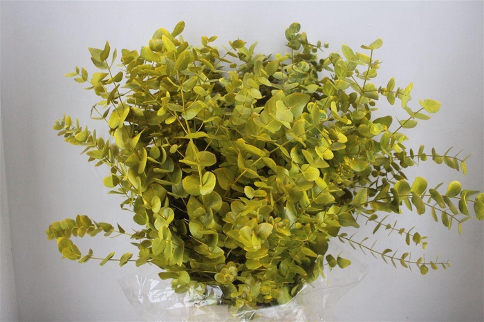 <h4>Euca Cinerea Yellow 200gr P Bunch</h4>