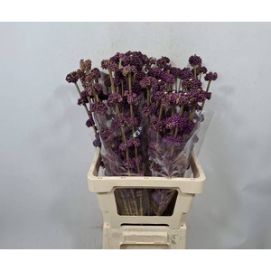 CALLICARPA GIRALDII