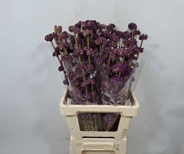 <h4>CALLICARPA GIRALDII</h4>