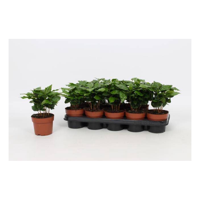 <h4>Coffea Arabica 12Ø 30cm</h4>