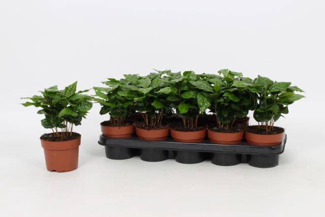 <h4>Coffea arabica</h4>