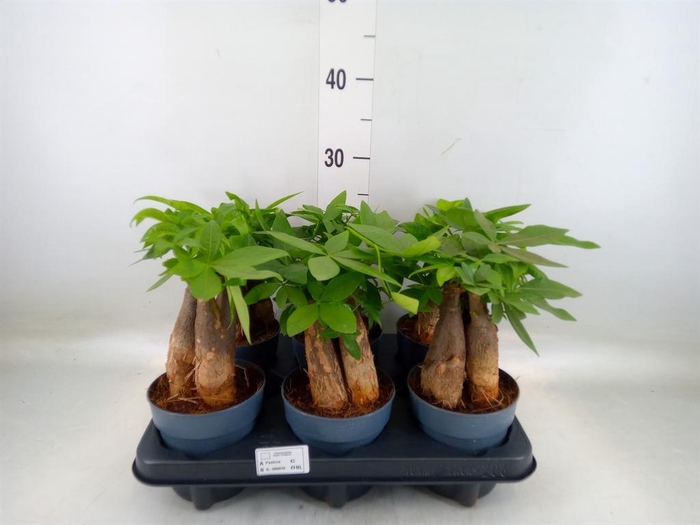 <h4>Pachira aquatica</h4>