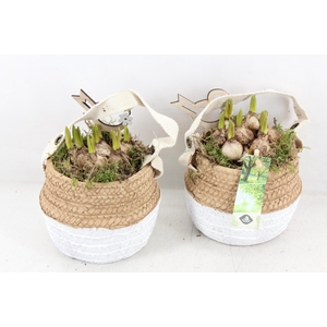 arr4 Muscari JS - Ker. duo mandje x6