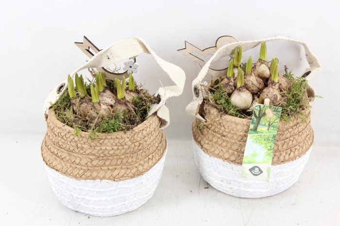 <h4>arr4 Muscari JS - Ker. duo mandje x6</h4>