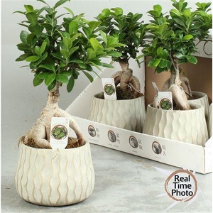 Fic Mi Ginseng Deco