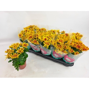 CHRYS RAINB LA WORTH