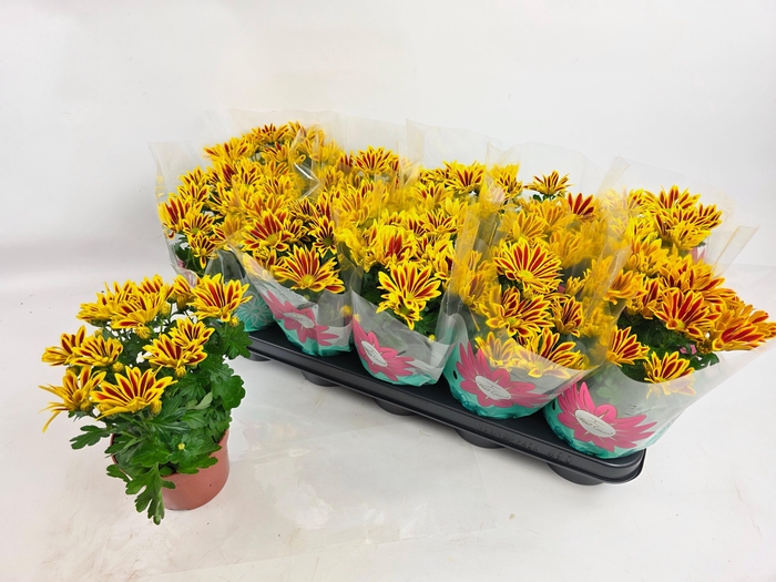 <h4>CHRYS RAINB LA WORTH</h4>