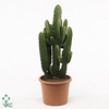 Euphorbia acruensis 17 cm