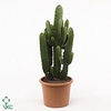 EUPHOR ACRURENSIS